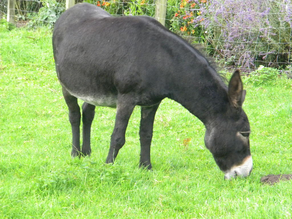 Petrus Wittebrood Hoeve Dikkelvenne Buitenkant foto